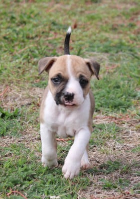 Les chiots de American Staffordshire Terrier