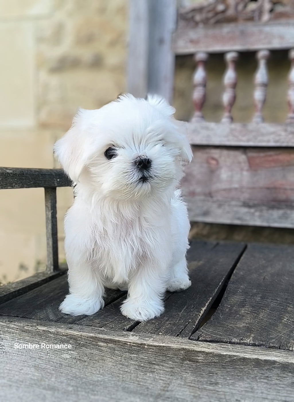Baya