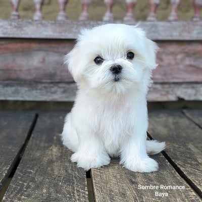 Les chiots de Bichon maltais