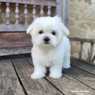 Les chiots de Bichon maltais