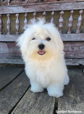 Les chiots de Bichon maltais
