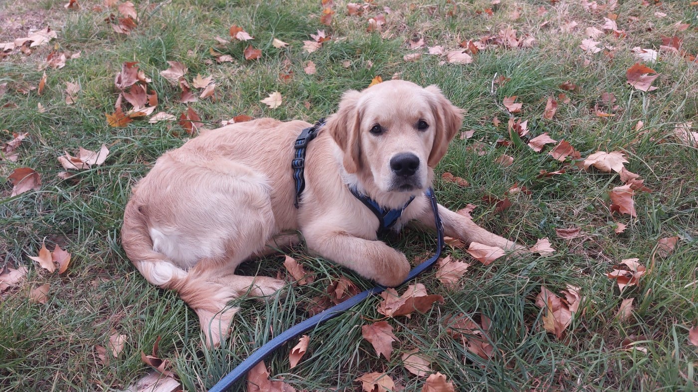 Publication : De L'Orégon De Romance Auteur : Moi