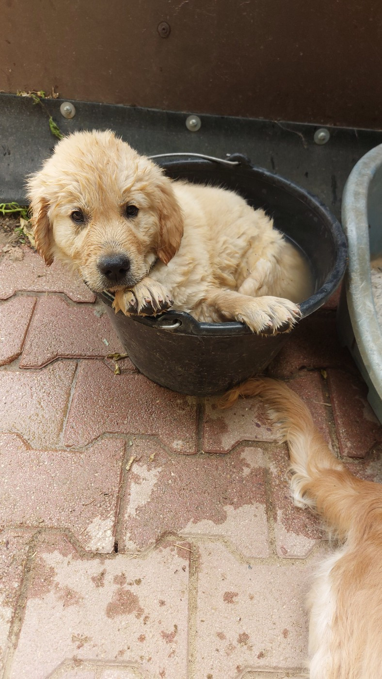 Publication : De L'Orégon De Romance Auteur : Moi