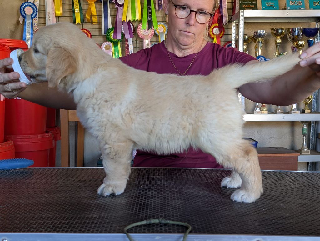 Alias brooklyn des puppys goldens love