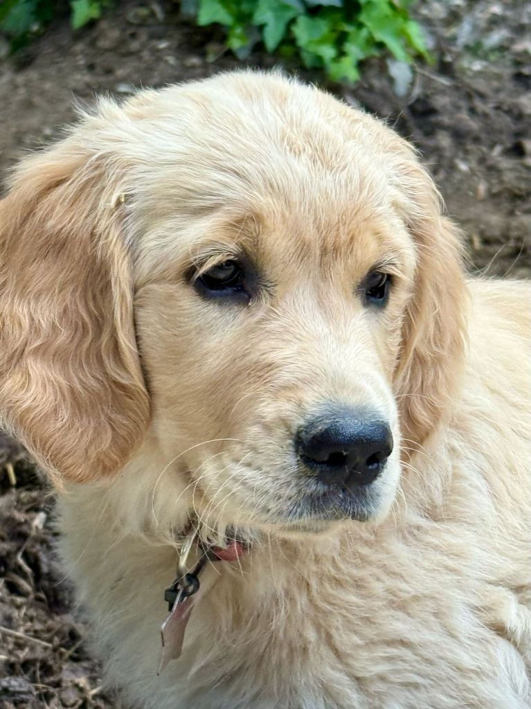 Arcane pink ranger De L'Orégon De Romance