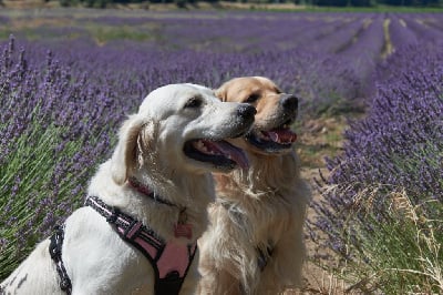 De L'Orégon De Romance