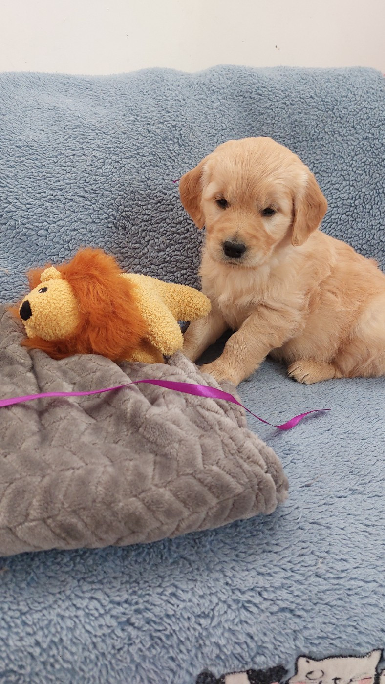 Miss violette : Bella Nova