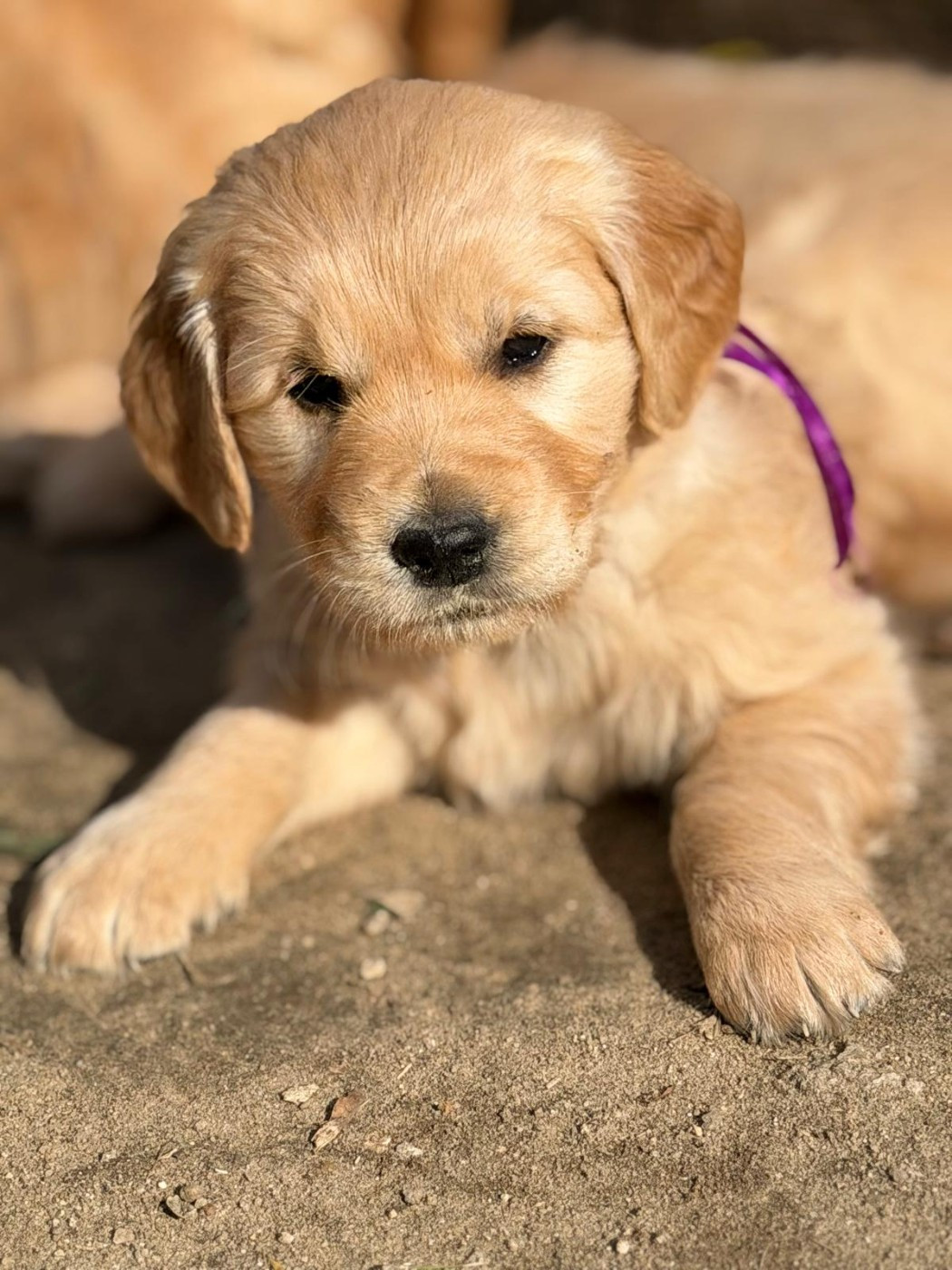 Miss violette : Bella Nova