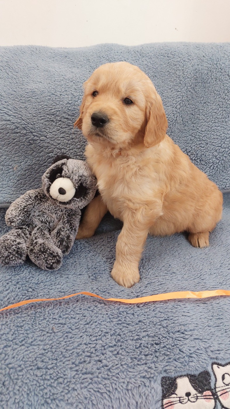 Mr Orange : Bright Captain