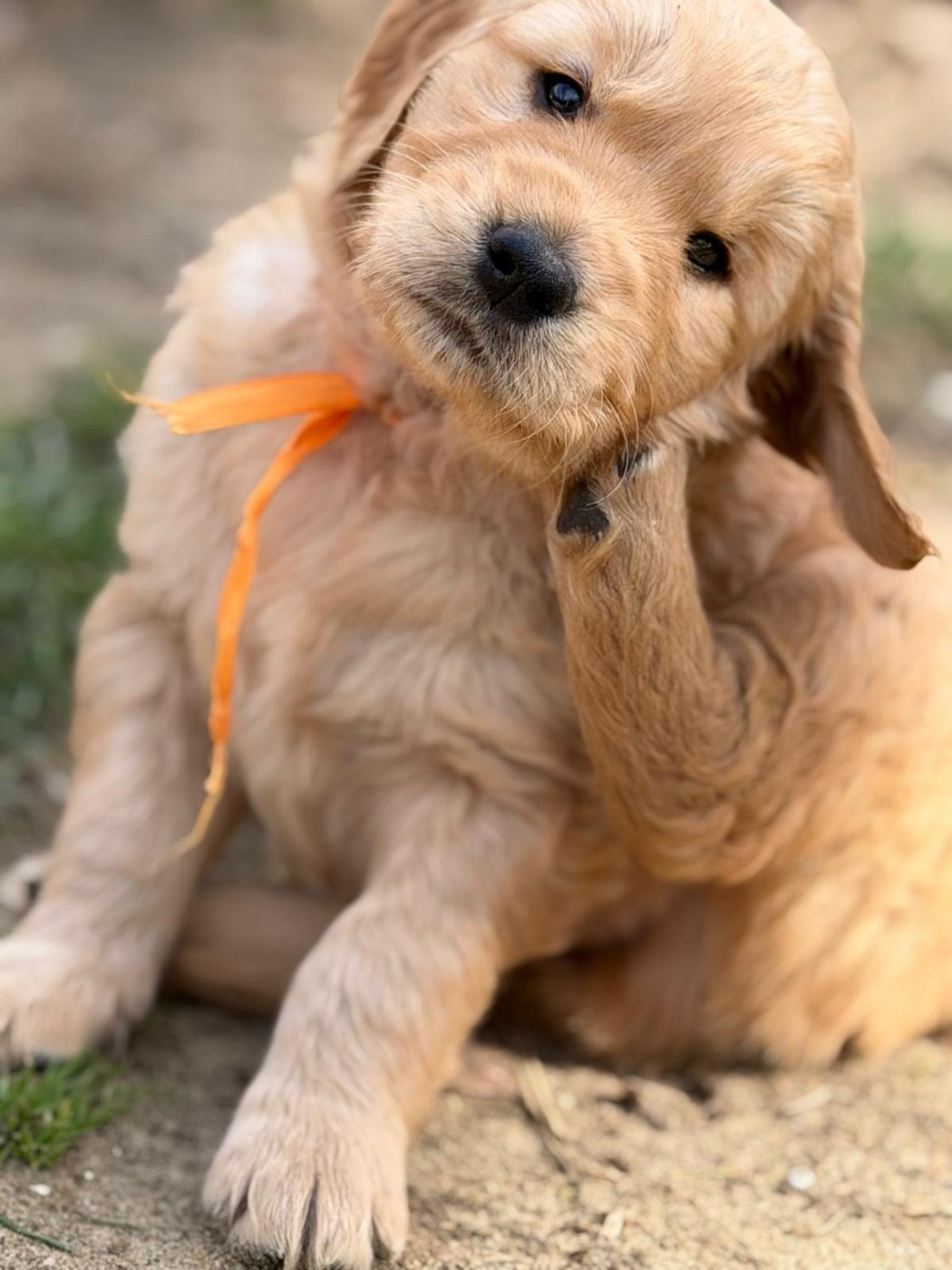 Mr Orange : Bright Captain