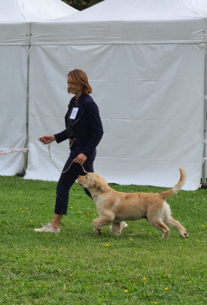Alias brooklyn des puppys goldens love - Très prometteur