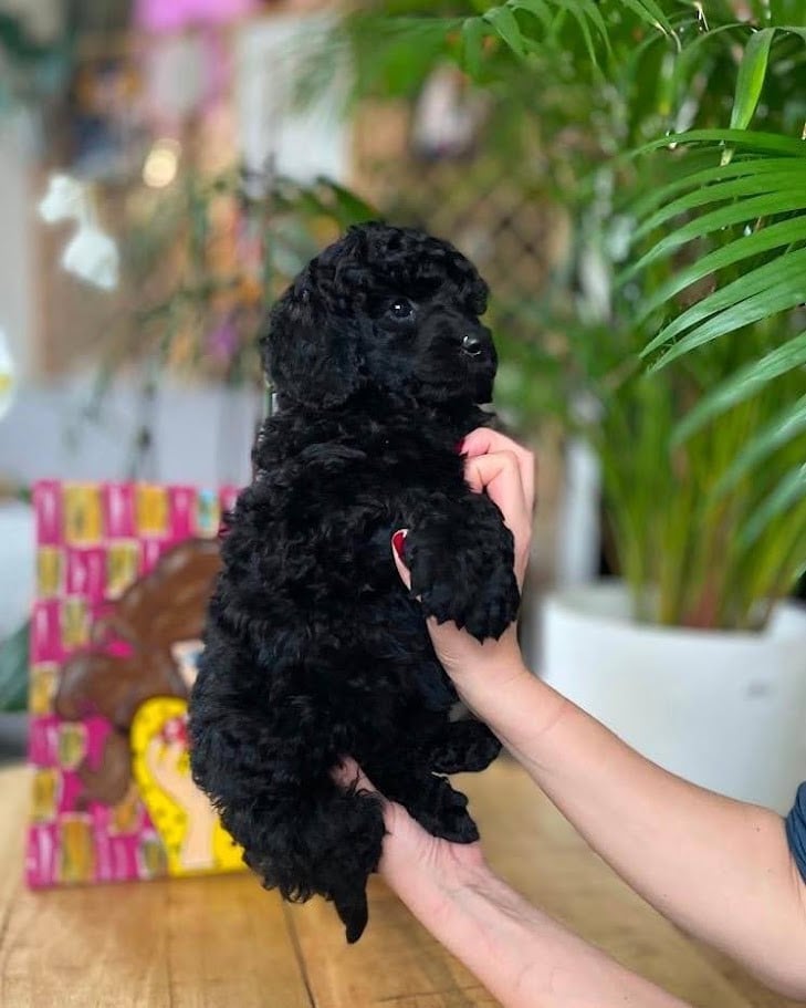 Caniche - Tim Pop
