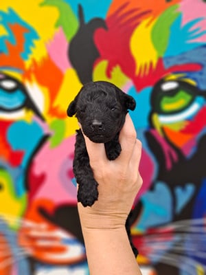 Les chiots de Caniche