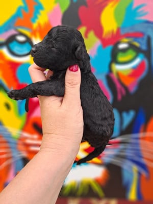 Les chiots de Caniche