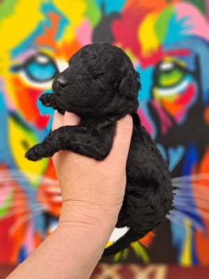 Les chiots de Caniche