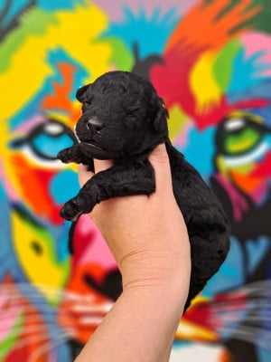Les chiots de Caniche