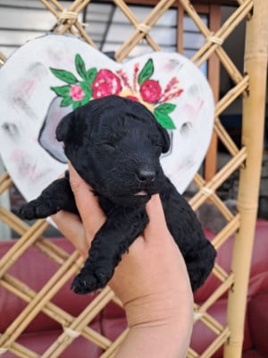 Les chiots de Caniche