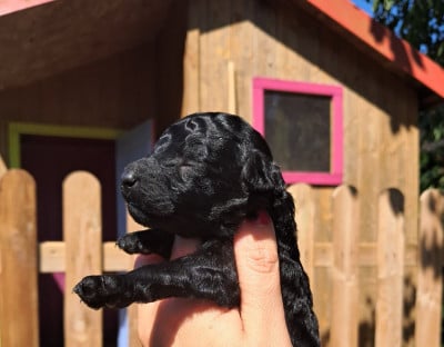 Les chiots de Caniche