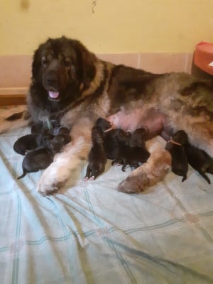 Les chiots de Berger du Caucase