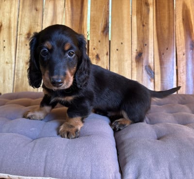 Les chiots de Teckel poil long