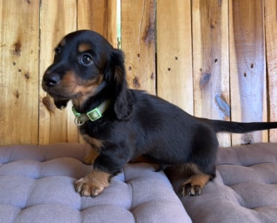Les chiots de Teckel poil long