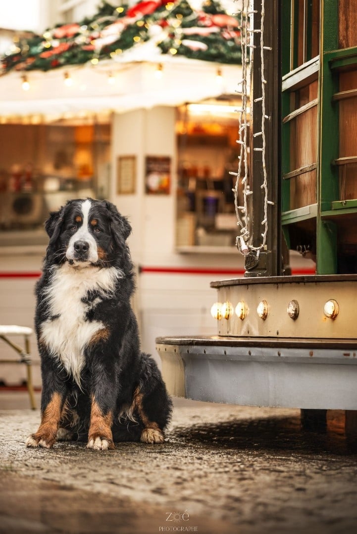 CH. Tchikiboum dit thor du royaume des reves