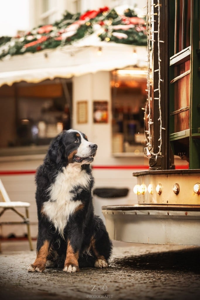 CH. Tchikiboum dit thor du royaume des reves