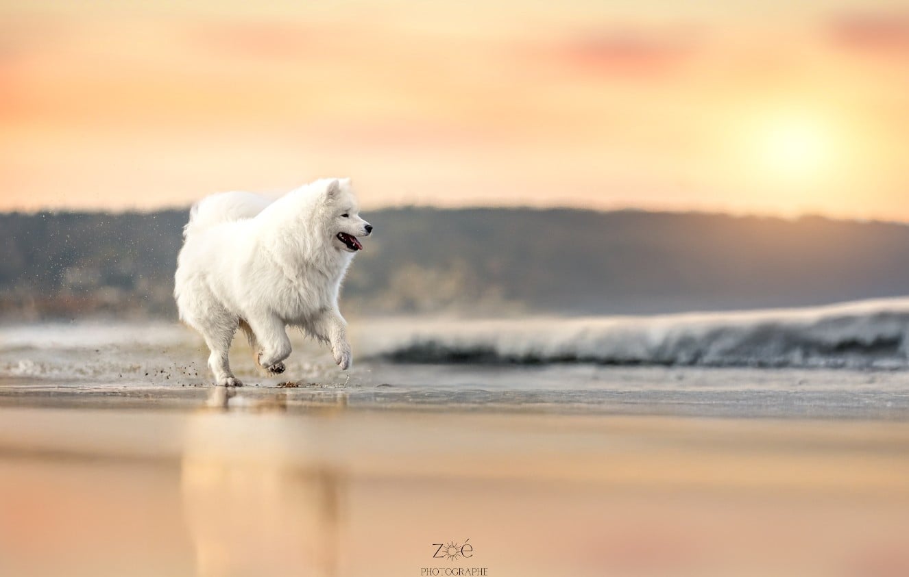 CH. Ursula De La Terre Des Fées