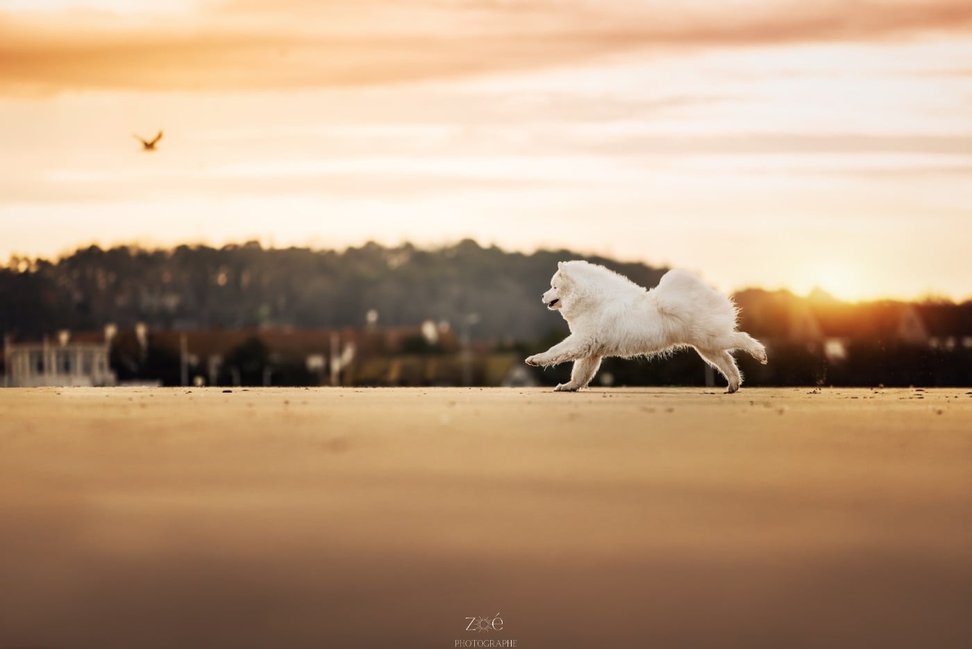 CH. Ursula De La Terre Des Fées