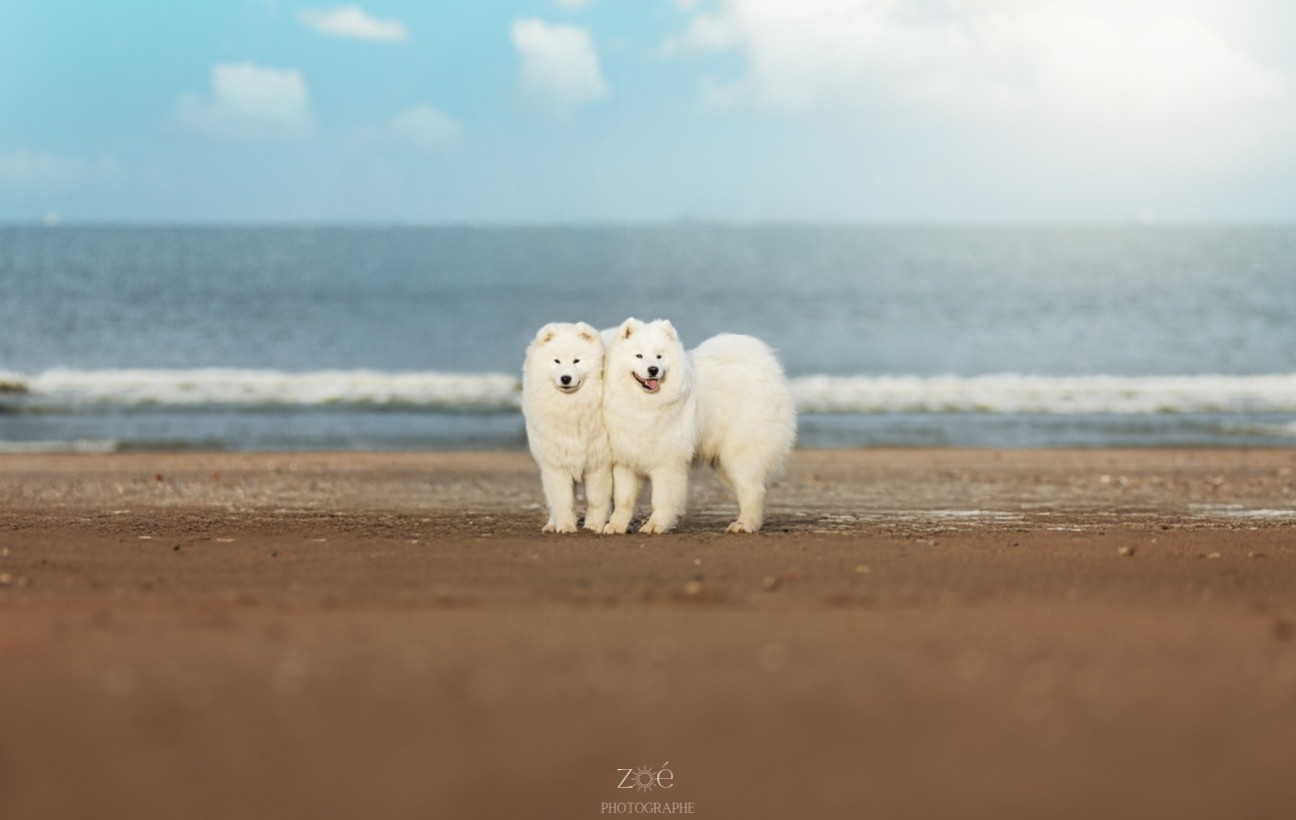 Atlantica angel De La Terre Des Fées