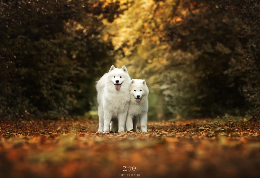 Atlantica angel De La Terre Des Fées