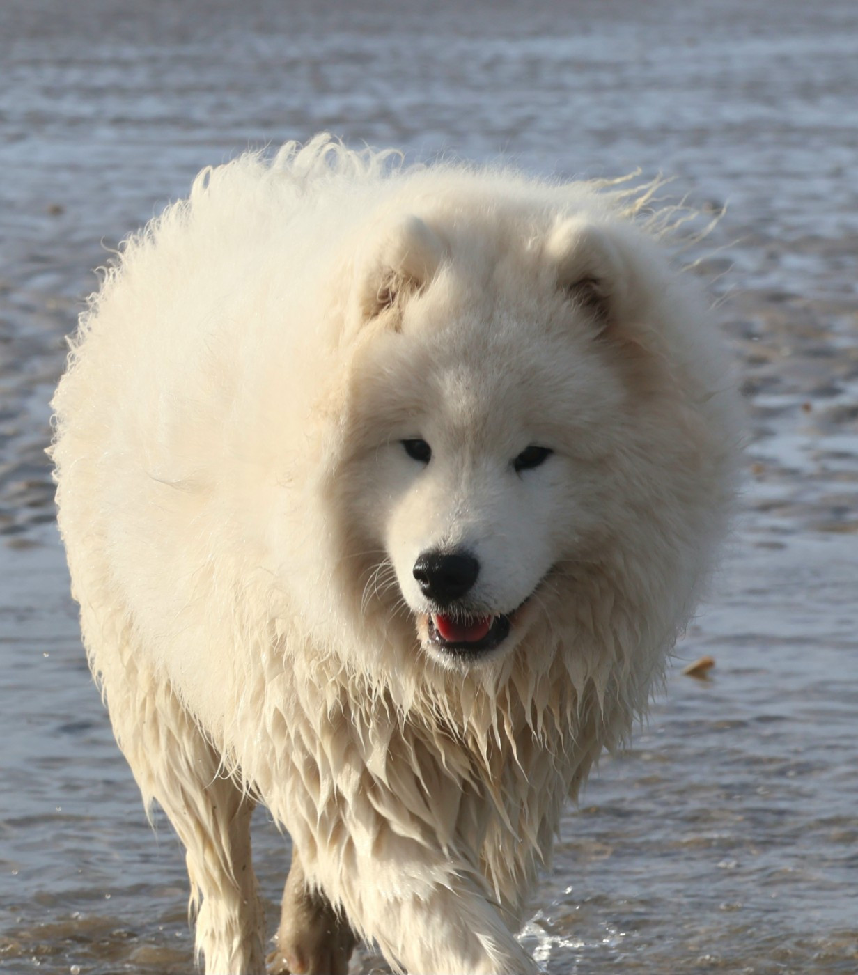 Atlantica angel De La Terre Des Fées