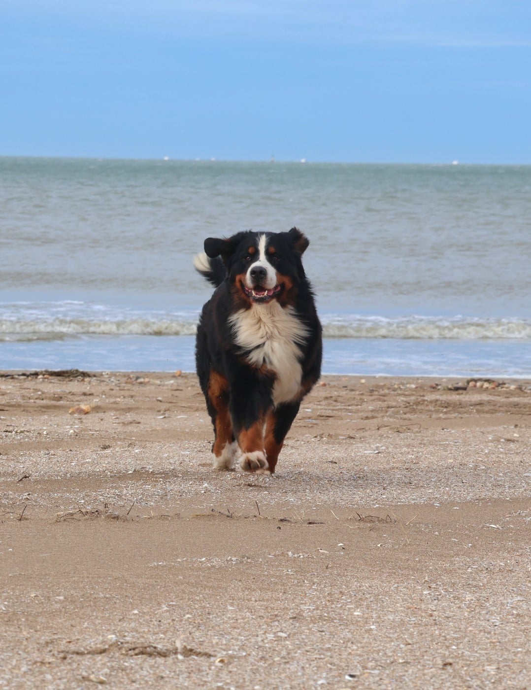 Publication : De La Terre Des Fées