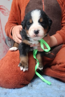 Les chiots de Bouvier Bernois