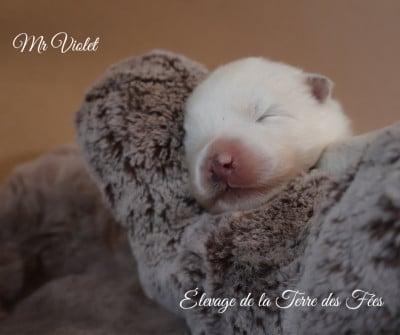 Les chiots de Samoyède