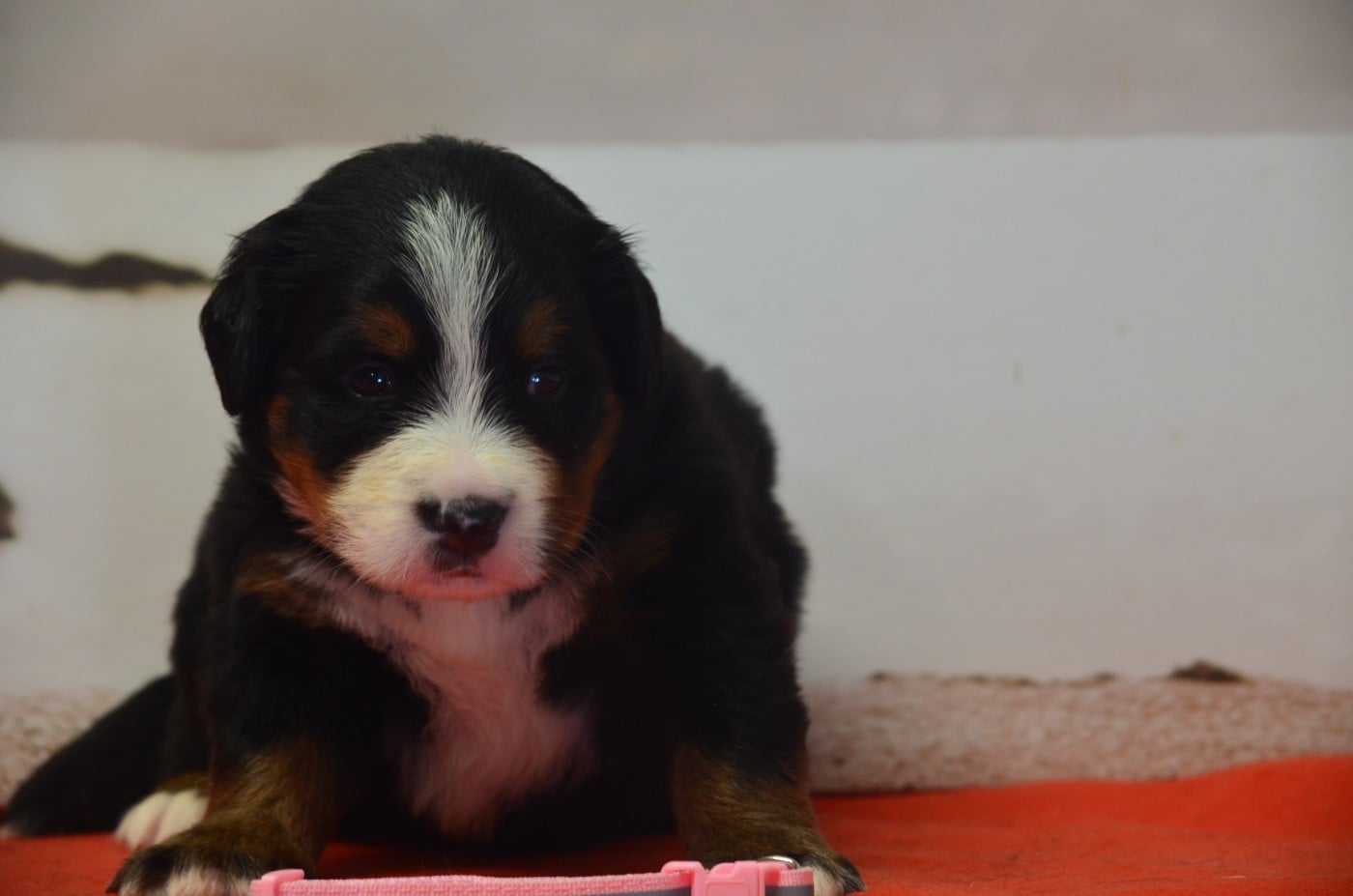 Alya Miss Rose clair