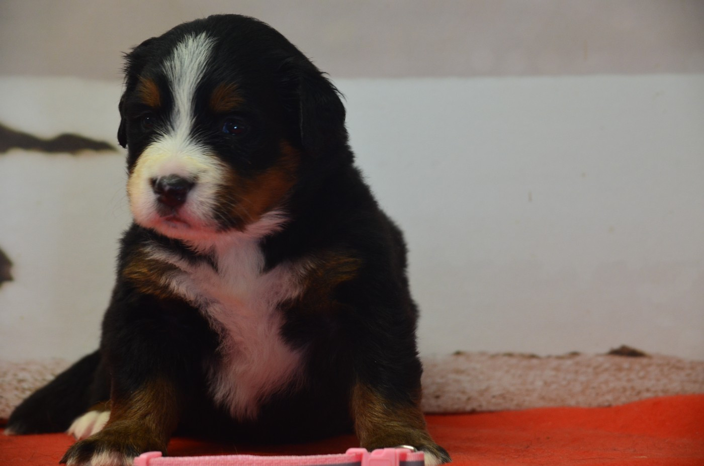 Alya Miss Rose clair