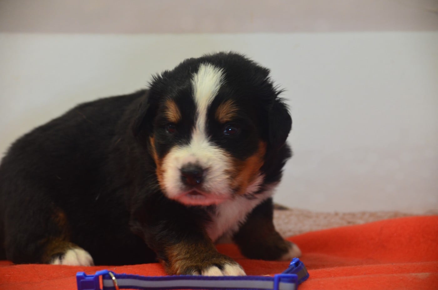 A- BACON Bleu foncé