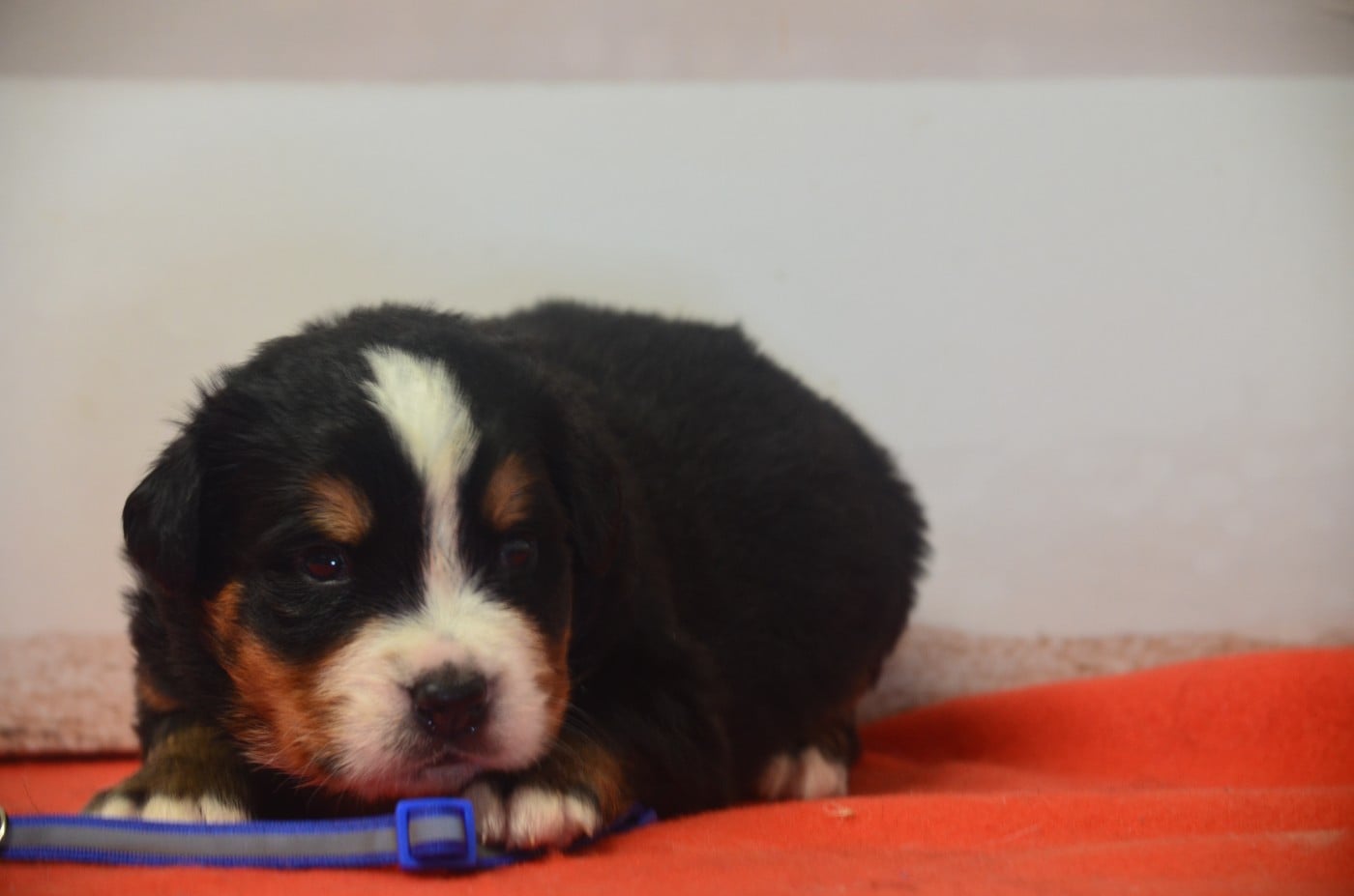 A- BACON Bleu foncé