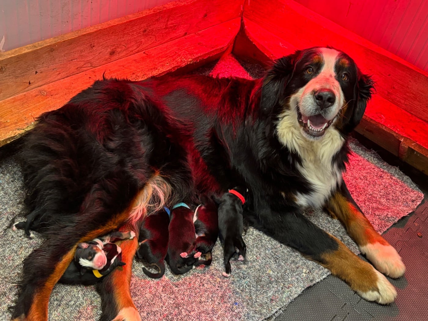 Bouvier Bernois - De La Ferme Du Fesquet