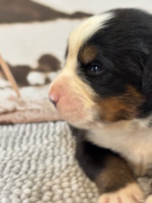 Les chiots de Bouvier Bernois