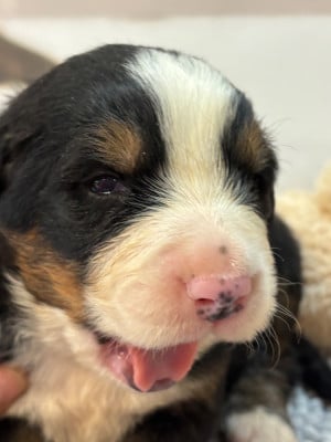 Les chiots de Bouvier Bernois