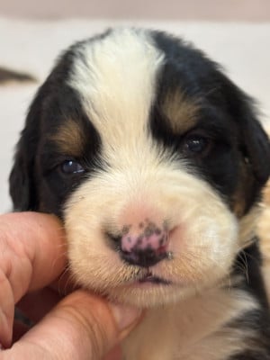 Les chiots de Bouvier Bernois