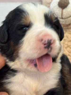 Les chiots de Bouvier Bernois