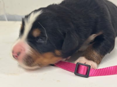 Les chiots de Bouvier Bernois