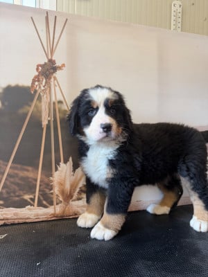 Les chiots de Bouvier Bernois