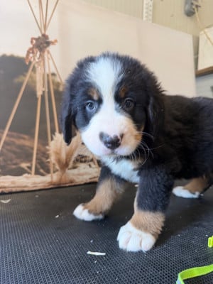 Les chiots de Bouvier Bernois
