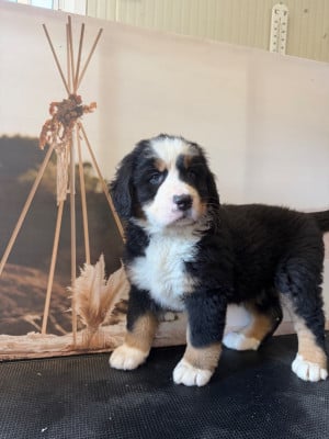 Les chiots de Bouvier Bernois