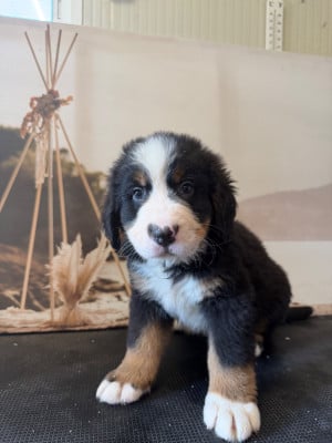 Les chiots de Bouvier Bernois