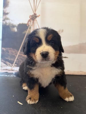 Les chiots de Bouvier Bernois